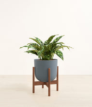 Load image into Gallery viewer, Iron Gray stand:walnut