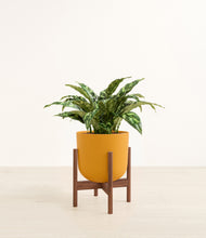 Load image into Gallery viewer, Sunset Orange stand:walnut