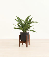 Load image into Gallery viewer, Stone Black stand:walnut