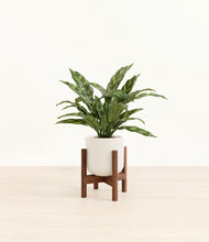 Load image into Gallery viewer, Cotton White stand:walnut