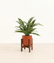 Load image into Gallery viewer, Glossy Red stand:walnut