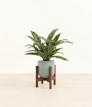 Load image into Gallery viewer, Reactive Aqua stand:walnut