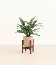 Load image into Gallery viewer, Sandy Pink stand:walnut