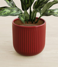 Load image into Gallery viewer, Striped Cherry Red