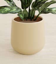 Load image into Gallery viewer, Almond Green stand:all