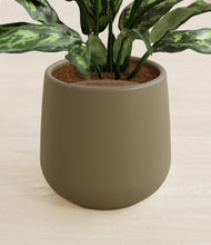 Load image into Gallery viewer, Olive stand:all