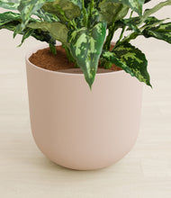 Load image into Gallery viewer, Sandy Pink stand:all