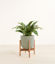 Load image into Gallery viewer, Sage Green stand:bamboo