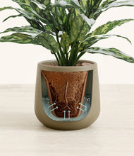 Load image into Gallery viewer, Olive stand:all