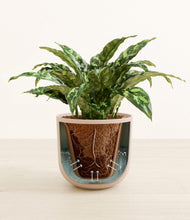 Load image into Gallery viewer, Sandy Pink stand:all