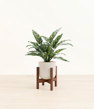 Load image into Gallery viewer, Snowdrift White stand:walnut