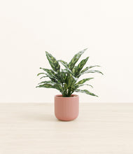 Load image into Gallery viewer, Striped Rose Pink*****Profile