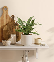 Load image into Gallery viewer, Natural Bamboo