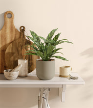 Load image into Gallery viewer, Sage Green