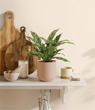 Load image into Gallery viewer, Sandy Pink