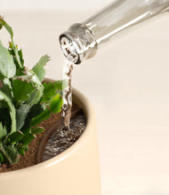 Load image into Gallery viewer, -