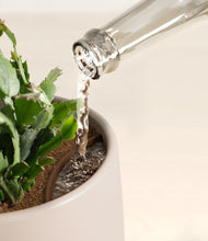 Load image into Gallery viewer, -