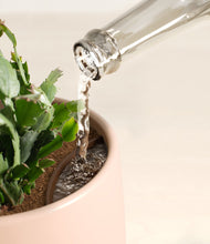 Load image into Gallery viewer, -