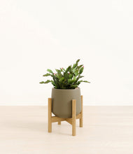 Load image into Gallery viewer, -