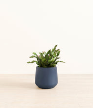 Load image into Gallery viewer, -