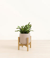 Load image into Gallery viewer, -