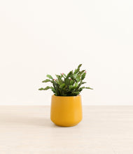 Load image into Gallery viewer, -