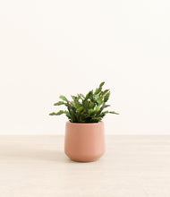 Load image into Gallery viewer, -