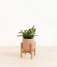 Load image into Gallery viewer, -