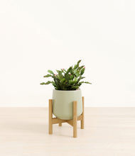 Load image into Gallery viewer, -