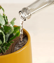 Load image into Gallery viewer, -