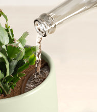 Load image into Gallery viewer, -