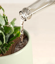 Load image into Gallery viewer, -