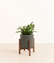 Load image into Gallery viewer, -