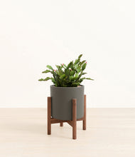 Load image into Gallery viewer, -