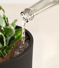 Load image into Gallery viewer, -