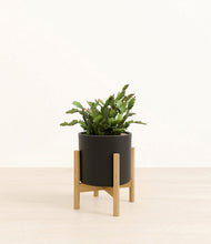 Load image into Gallery viewer, -