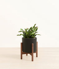 Load image into Gallery viewer, -