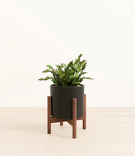 Load image into Gallery viewer, -