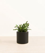 Load image into Gallery viewer, -