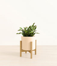 Load image into Gallery viewer, -