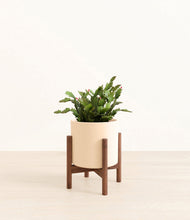 Load image into Gallery viewer, -