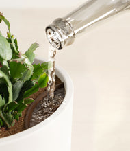 Load image into Gallery viewer, -