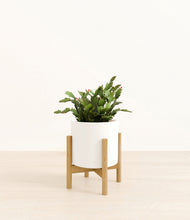 Load image into Gallery viewer, -