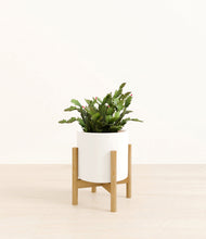 Load image into Gallery viewer, -