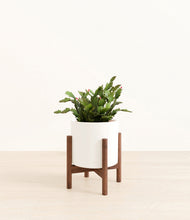 Load image into Gallery viewer, -