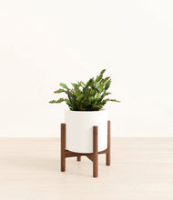 Load image into Gallery viewer, -