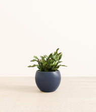 Load image into Gallery viewer, -