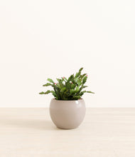 Load image into Gallery viewer, -