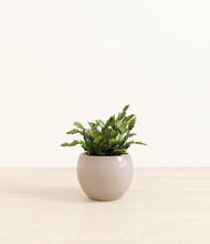 Load image into Gallery viewer, -