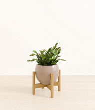 Load image into Gallery viewer, -